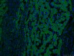IVD Antibody in Immunohistochemistry (PFA fixed) (IHC (PFA))