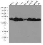 Annexin A2 Antibody in Western Blot (WB)