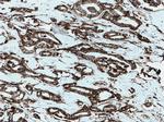 Annexin A2 Antibody in Immunohistochemistry (Paraffin) (IHC (P))