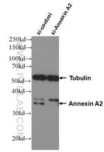 Annexin A2 Antibody in Western Blot (WB)