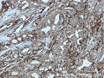 Annexin A2 Antibody in Immunohistochemistry (Paraffin) (IHC (P))
