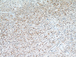 Annexin A2 Antibody in Immunohistochemistry (Paraffin) (IHC (P))