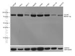 CUL4A Antibody in Western Blot (WB)