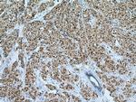 FKBP52 Antibody in Immunohistochemistry (Paraffin) (IHC (P))