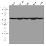 FKBP52 Antibody in Western Blot (WB)