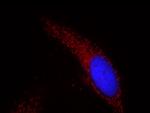 HSP60 Antibody in Immunocytochemistry (ICC/IF)