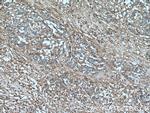 Fibronectin Antibody in Immunohistochemistry (Paraffin) (IHC (P))