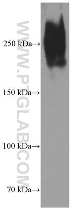 Fibronectin Antibody in Western Blot (WB)
