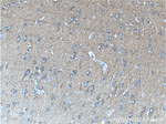 IA-2/PTPRN Antibody in Immunohistochemistry (Paraffin) (IHC (P))