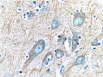 IA-2/PTPRN Antibody in Immunohistochemistry (Paraffin) (IHC (P))