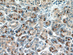 RPS3 Antibody in Immunohistochemistry (Paraffin) (IHC (P))