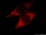 NDUFA4L2 Antibody in Immunocytochemistry (ICC/IF)