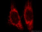 NDUFA4L2 Antibody in Immunocytochemistry (ICC/IF)