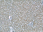 NDUFS5 Antibody in Immunohistochemistry (Paraffin) (IHC (P))