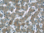 NDUFS5 Antibody in Immunohistochemistry (Paraffin) (IHC (P))