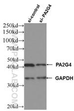PA2G4 Antibody in Western Blot (WB)