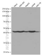 PA2G4 Antibody in Western Blot (WB)