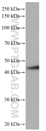 PA2G4 Antibody in Western Blot (WB)