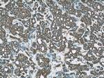 RBAP48 Antibody in Immunohistochemistry (Paraffin) (IHC (P))