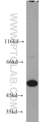 RBAP48 Antibody in Western Blot (WB)