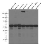 RBAP48 Antibody in Western Blot (WB)
