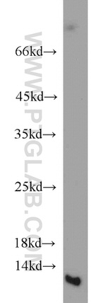 NTF2 Antibody in Western Blot (WB)