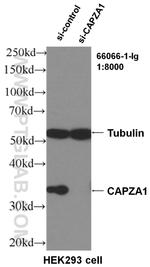 CAPZA1 Antibody in Western Blot (WB)