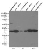 CAPZA1 Antibody in Western Blot (WB)