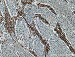 Caveolin-1 Antibody in Immunohistochemistry (Paraffin) (IHC (P))