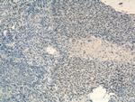 USP1 Antibody in Immunohistochemistry (Paraffin) (IHC (P))