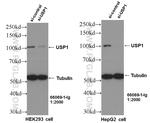 USP1 Antibody in Western Blot (WB)