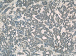 USP1 Antibody in Immunohistochemistry (Paraffin) (IHC (P))