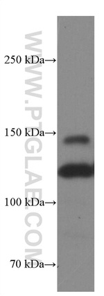 Integrin alpha-3 Antibody in Western Blot (WB)