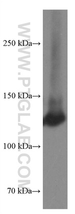 Integrin alpha-3 Antibody in Western Blot (WB)