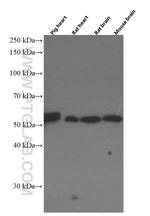 Apolipoprotein H Antibody in Western Blot (WB)