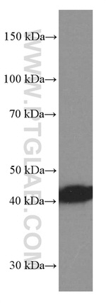 TTL Antibody in Western Blot (WB)