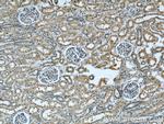 CISD2 Antibody in Immunohistochemistry (Paraffin) (IHC (P))