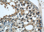 CISD2 Antibody in Immunohistochemistry (Paraffin) (IHC (P))