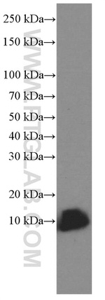 CISD2 Antibody in Western Blot (WB)