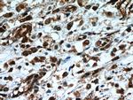TLE3 Antibody in Immunohistochemistry (Paraffin) (IHC (P))