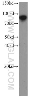 TLE3 Antibody in Western Blot (WB)