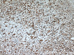 TLE3 Antibody in Immunohistochemistry (Paraffin) (IHC (P))