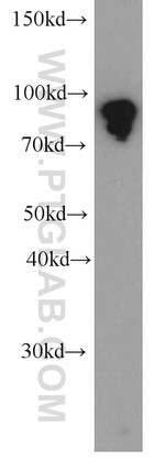 TLE3 Antibody in Western Blot (WB)