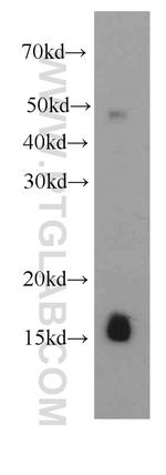 FHIT Antibody in Western Blot (WB)