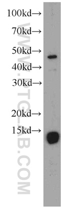 FHIT Antibody in Western Blot (WB)
