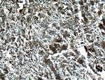 FKBP2 Antibody in Immunohistochemistry (Paraffin) (IHC (P))