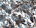 FKBP2 Antibody in Immunohistochemistry (Paraffin) (IHC (P))