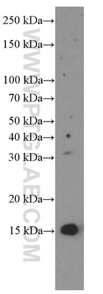 FKBP2 Antibody in Western Blot (WB)