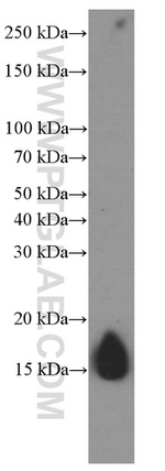 FKBP2 Antibody in Western Blot (WB)
