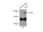 Villin Antibody in Immunoprecipitation (IP)